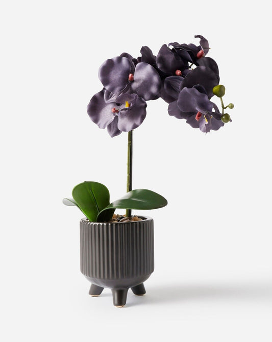 Black Orchid Decoration Planter